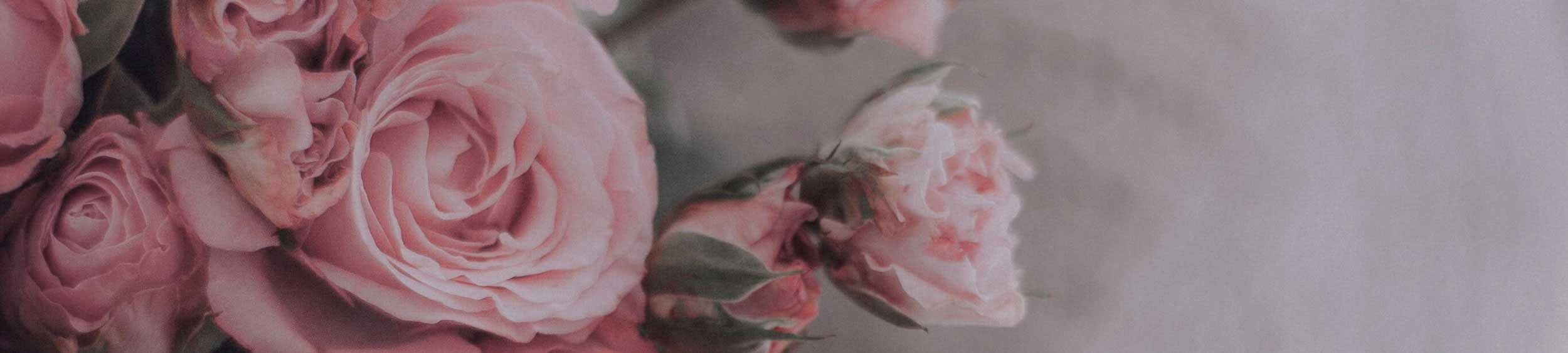 Close-up of pink roses with a blurred background