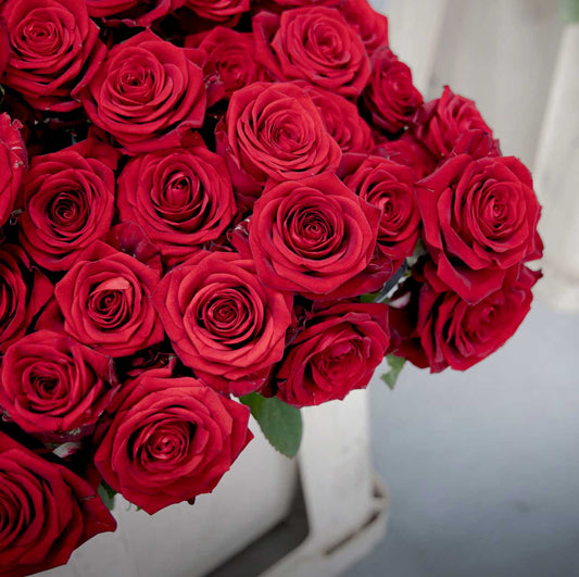 Bouquet of red roses in a white on a light background
